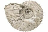 Bumpy Ammonite (Douvilleiceras) Fossil - Huge Example! #200348-1